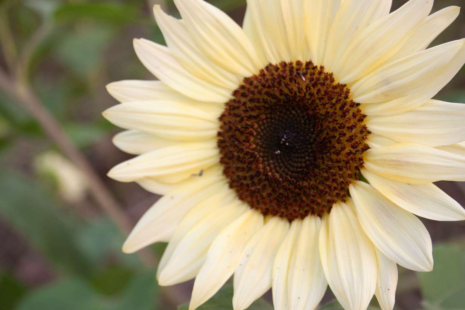 Tournesol 'Pro Cut White Nite F1' (graines)